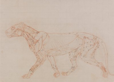 A Comparative Anatomical Exposition of the Structure of the Human Body with that of a Tiger and a Cow by George Stubbs